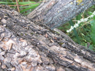 Obraz premium lizard on rock