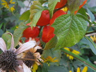 berries on a branch