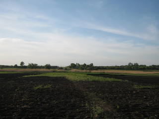 landscape with green field and blue sky