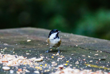 coletit