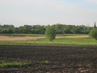 rural landscape with field and trees