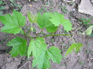 young plants in the garden