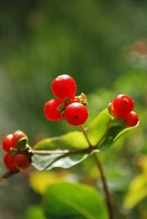 Baies rouges dans la nature fond vert