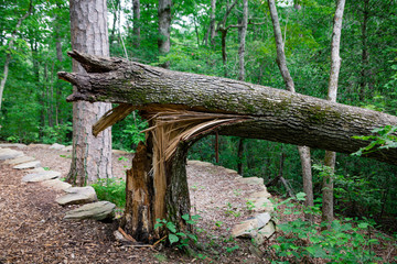 Fototapeta premium Broken Tree Storm Damage