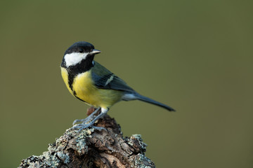 Great tit, Parus major