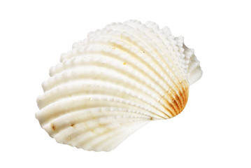 Scallops shell on white