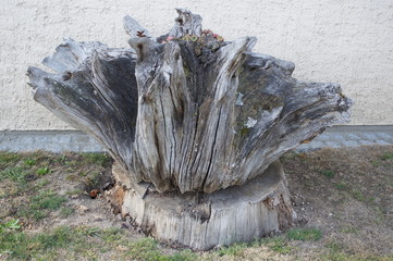 Holz,...