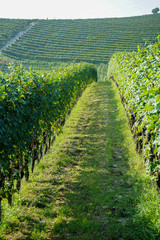 Harvesting of grapes in Barolo, Piedmont - Italy