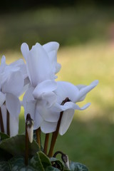 Fototapeta premium White blooming cyclamen