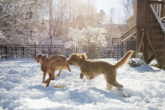 Dogs running on snow covered field in yard