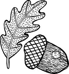 Acorn - coloring page for adults and ink graphic artwork. Vector illustration