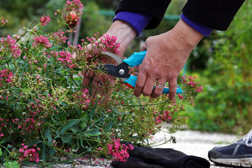 Gartenarbeit im Herbst. Zurückschneiden von Blumen