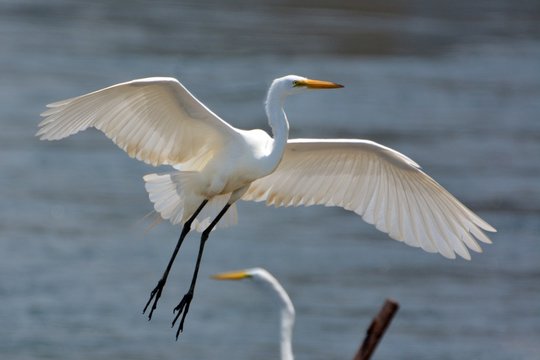 Great Egret