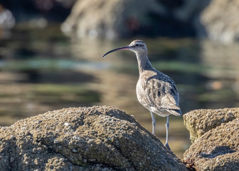 Whimbrel at Point Lobos State Reserve, Carmel, California