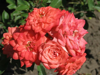 pink rose in garden
