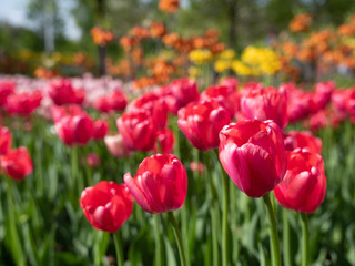 red tulips in the garden