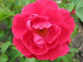 pink rose in the garden