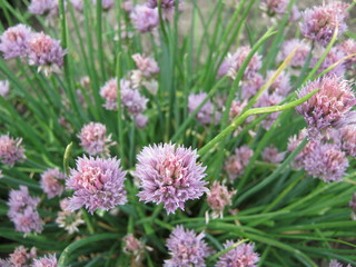 flowers in the garden
