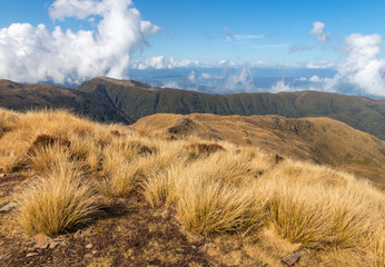 alpine tussock growing on mountain range in Paparou National Park, West Coast, South Island, New...