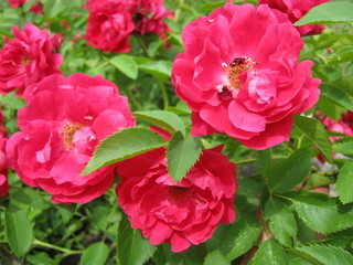 red flowers in the garden