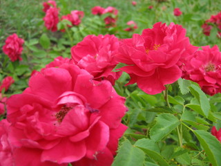 red flowers in the garden