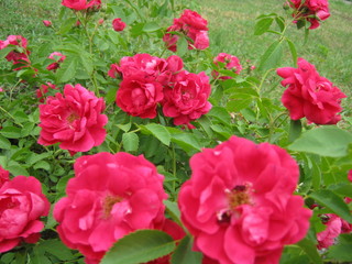 Naklejka premium red flowers in the garden