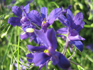 blue flowers in the garden