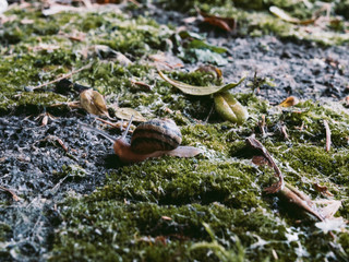 snail on moss