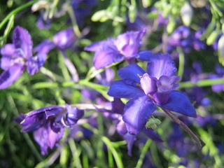 blue flowers in the garden