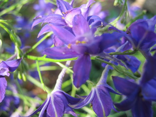 blue flower in garden