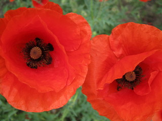 red poppy on green background