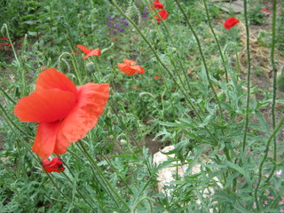 red poppies in a field