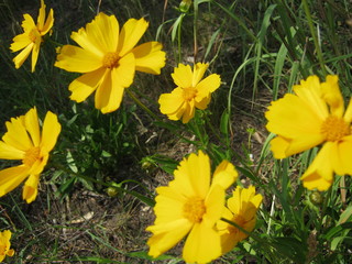 yellow flowers in garden