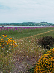 field of flowers