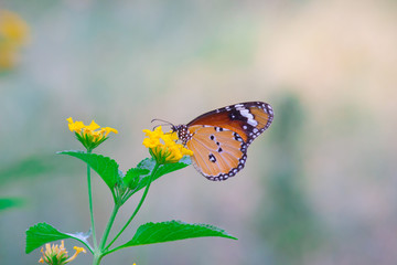 The Plain Tiger  butterfly sitting on the flower plant with a nice soft background in its natural habitat