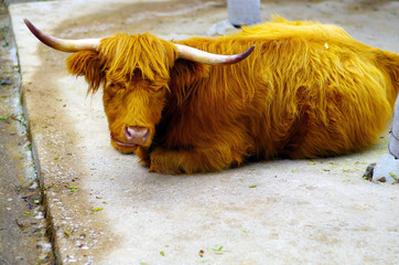 buffalo
