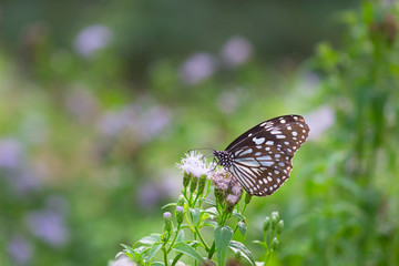 The blue spotted milkweed butterfly sitting on the flower plants in a nice green background