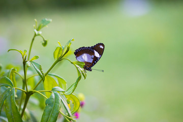 Fototapeta premium The Eggfly butterfly sitting on the flower plant with a nice soft green blurry background in its natural habitat.