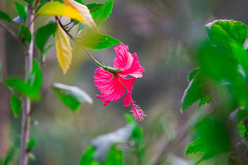 Portrait of a pink Hibiscus flower in the garden