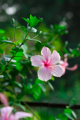 Obraz premium Portrait of a pink Hibiscus flower in the garden