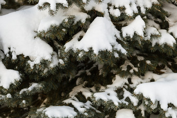 Closeup of fir branches covered with heavy snow. Preparing for the celebration of Christmas and New Year. Winter background.