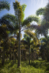 Fototapeta premium Farm for growing palms. Palm oil tree plantation, California