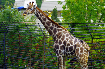 Obraz premium giraffe