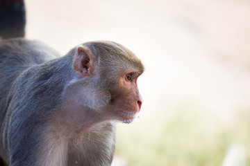 A monkey looking away very curiously 