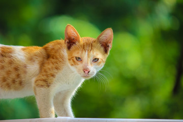 A portrait of a Cat in a soft background.