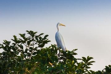 Cattle Egret in the garden in its natural habitat in a soft blurry background.