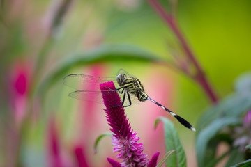 A dragonfly is an insect belonging to the order Odonata, infraorder Anisoptera. Adult dragonflies are characterized by large, multifaceted eyes, two pairs of strong, transparent wings,