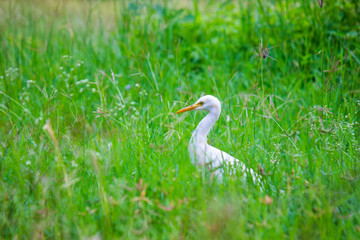 Cattle Egret in the garden in its natural habitat in a soft blurry background.