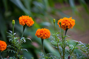 Marigold flower blooming away in the garden on a beautiful day.