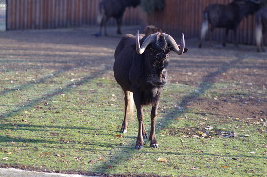 antilopa gnu